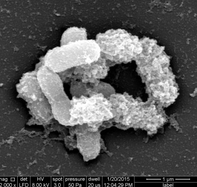 Bactria reduz riscos cardiovasculares e problemas metablicos