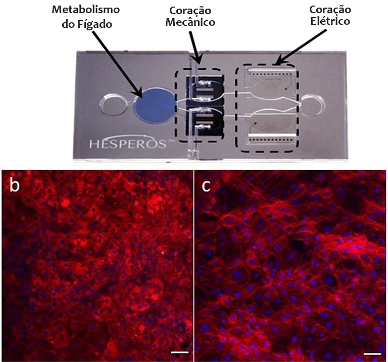 Biochip reproduz testes in vivo pela primeira vez