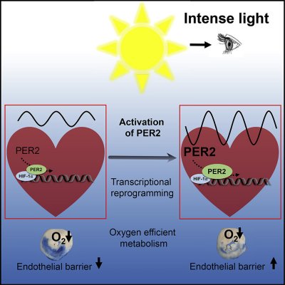 Luz forte pode proteger sua sade cardiovascular