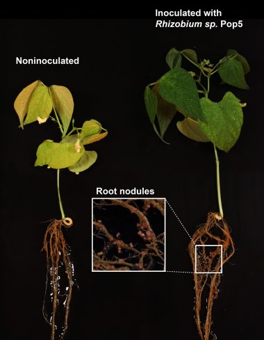 Antibitico descoberto em floresta poder funcionar como probitico vegetal