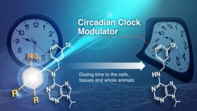 Cientistas controlam relógio biológico com luz