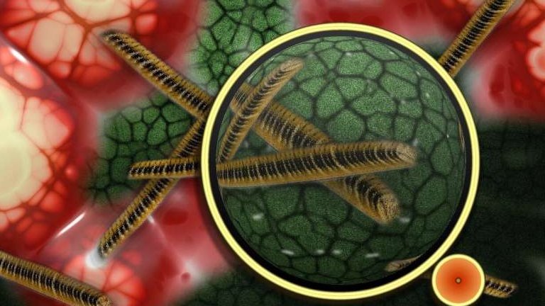 Vrus desconhecido  descoberto em humanos