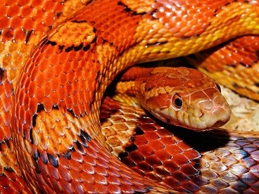 Vírus chinês misterioso passou das cobras para humanos