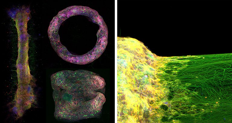 Criado primeiro modelo artificial de tecido neural 3D