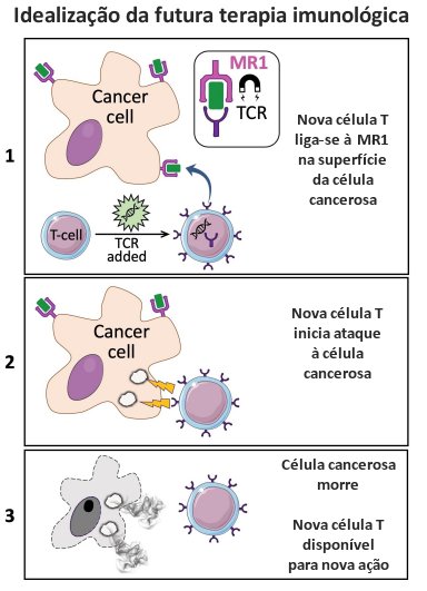 Uma célula pode ser capaz de destruir vários tipos de câncer
