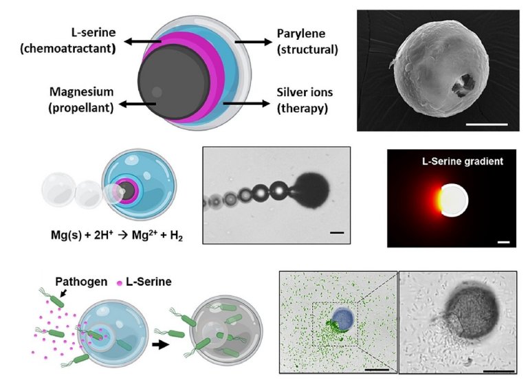 Microrrob atrai, aprisiona e mata bactrias