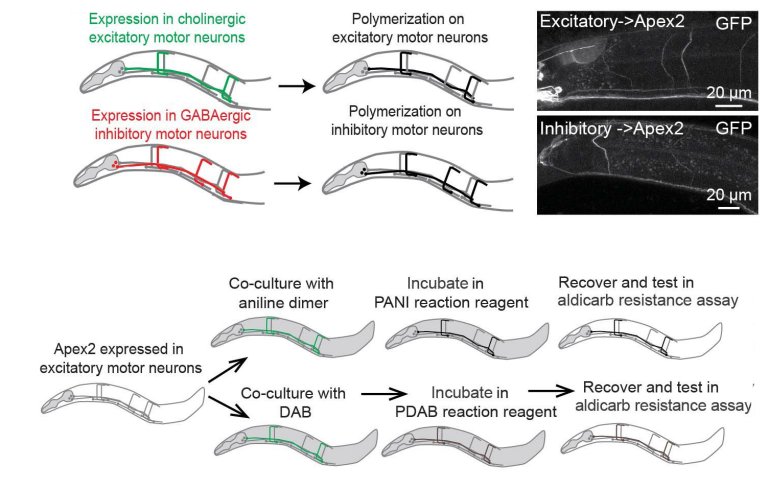 Engenharia bioeletrnica: Neurnios desenvolvem revestimentos isolantes ou condutores