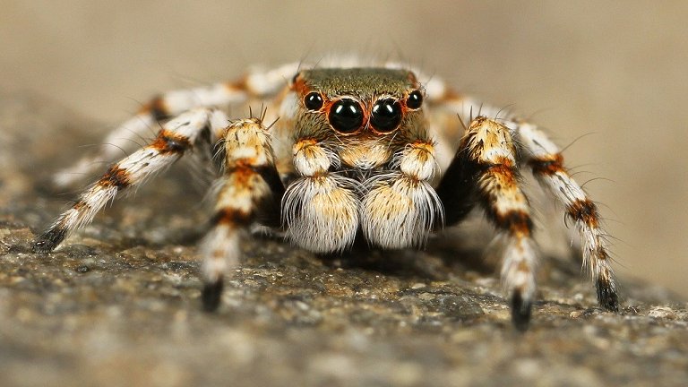 Veneno de aranha alivia dor sem efeitos colaterais