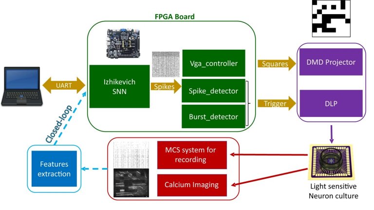 Neurnios artificiais comunicam-se com neurnios reais por luz