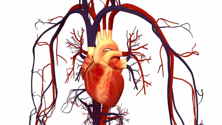 Melatonina tem efeito cardioprotetor, mas exige cuidados