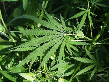 Comunidade médica precisa endossar a cannabis para uso medicinal, dizem especialistas