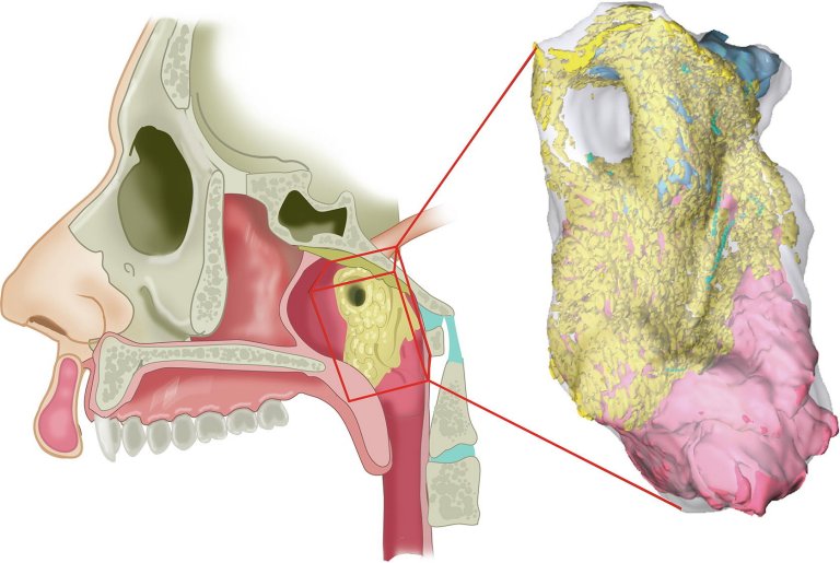 Descobertas novas glndulas salivares no corpo humano