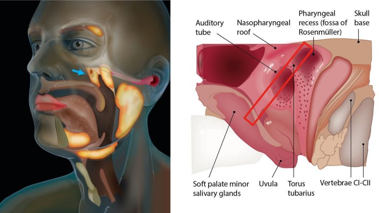 Descobertas novas glndulas salivares no corpo humano