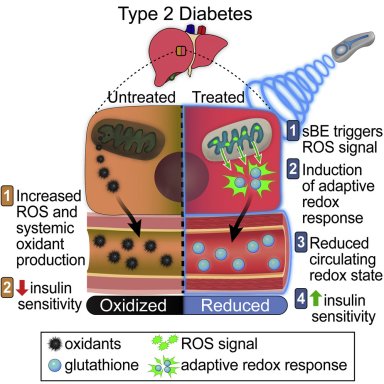Controle remoto de acar no sangue: Campos eletromagnticos tratam diabetes