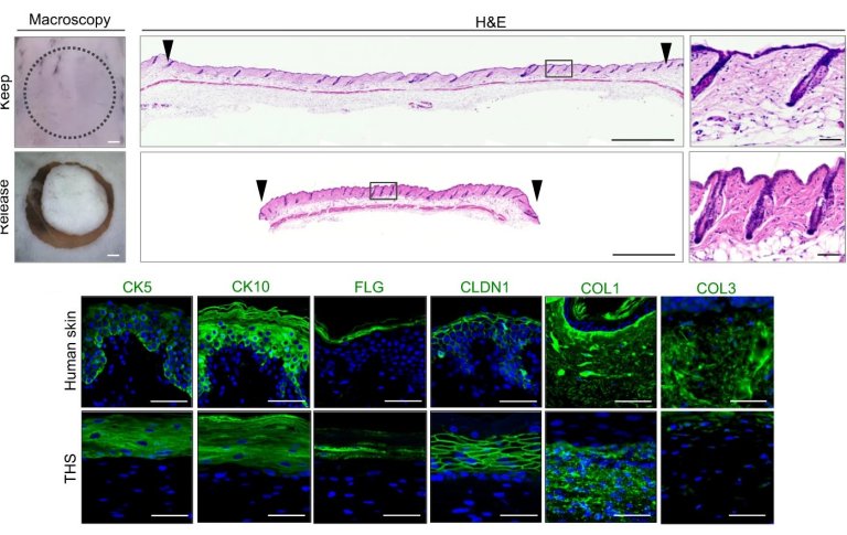 Imitação de pele humana evitará uso de cobaias em cosméticos