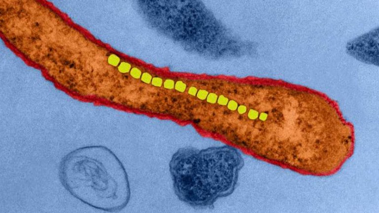 Bactrias magnticas podem bombear quimioterpicos para tumores