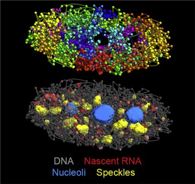 Cromossomo artificial transforma fermento em biofbrica