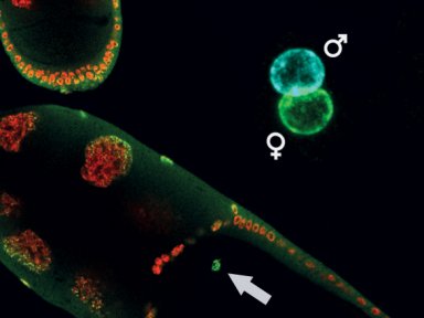 Biomarcadores no esperma dos pais indicam chance de ter filhos com autismo