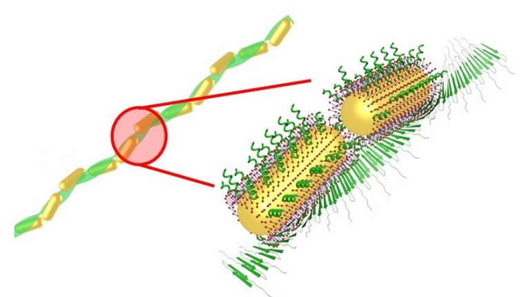 Nanobastões de ouro ajudarão no estudo de doenças como Alzheimer e Parkinson