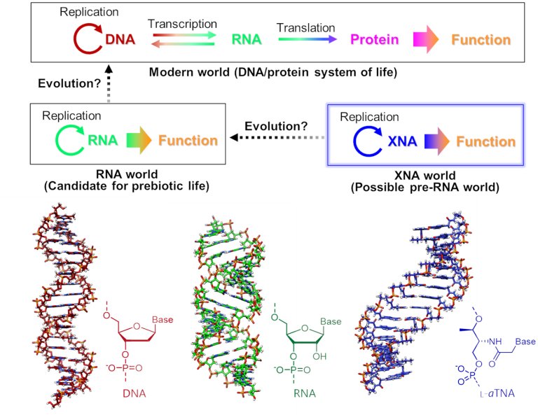 Vida na Terra pode ter comeado com XNA, antecessor do DNA