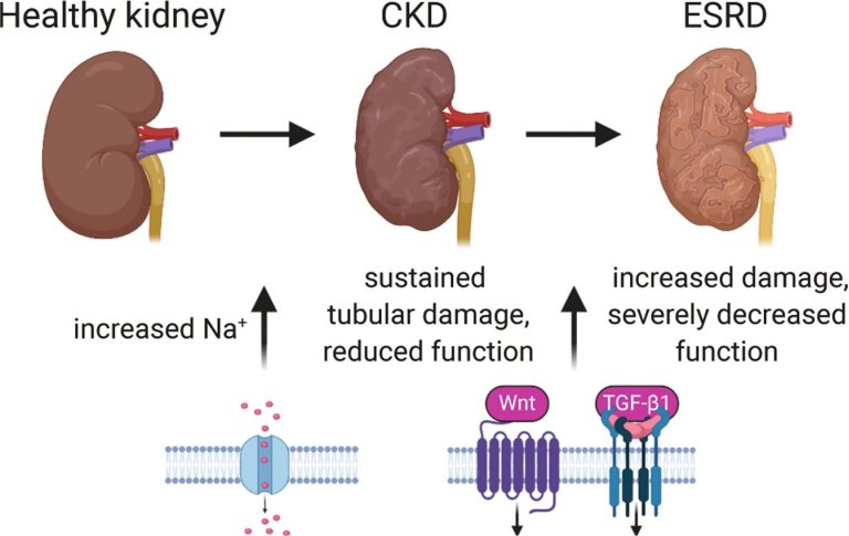 Dieta rica em sal, hipertensão e doença renal