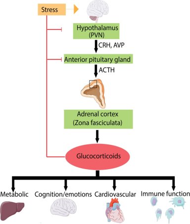 Como o estresse crônico aumenta o risco de Alzheimer