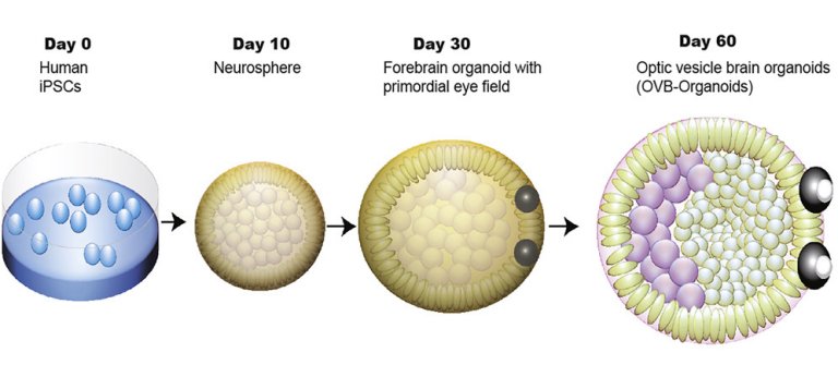 Minicérebros em laboratório começam a desenvolver olhos