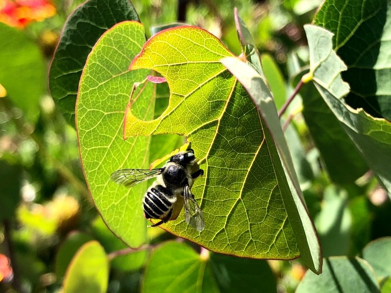 Pesticida comum  prejudicial em qualquer quantidade