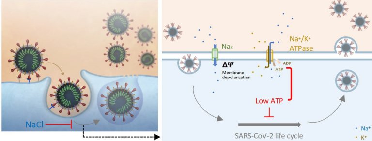 Inalação com soro fisiológico inibe replicação do SARS-CoV-2