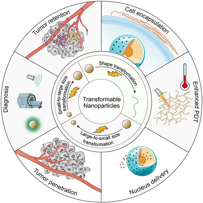 Nanopartculas que se transformam avanam diagnstico e tratamento do cncer