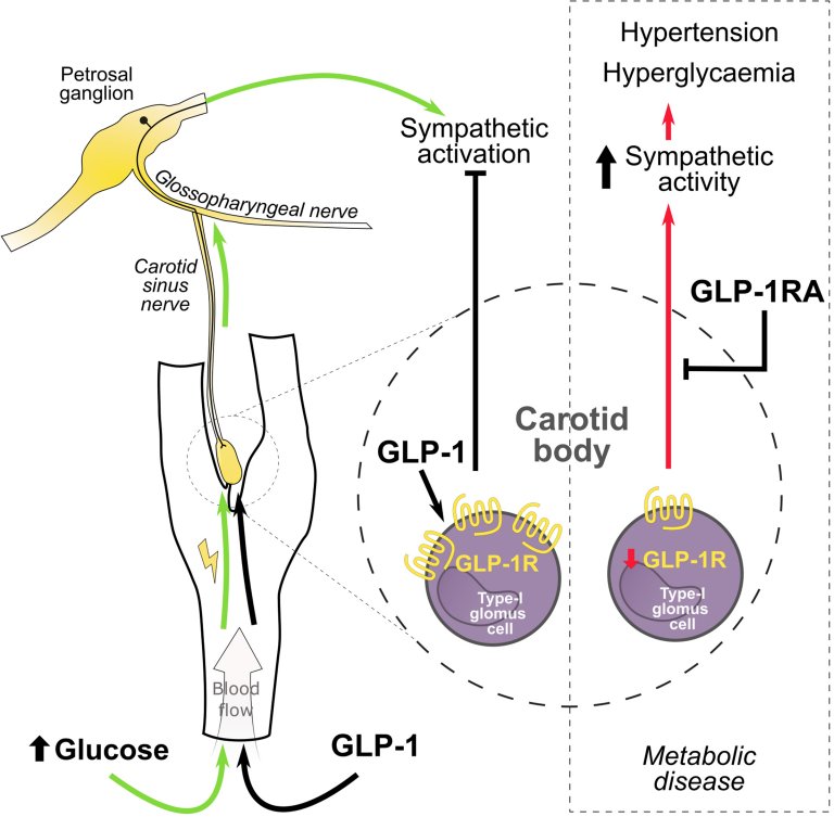 Descoberta conexão entre hipertensão e diabetes