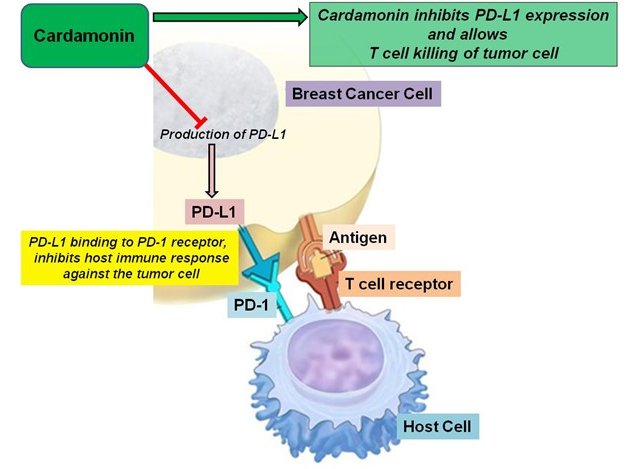 Cardamonina é promissora contra câncer de mama agressivo