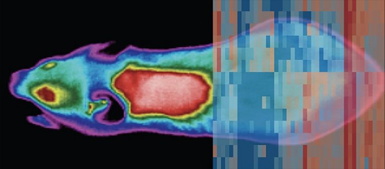 Mudana de temperatura fora corpo inteiro a se reprogramar