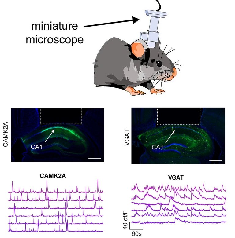 Descobertos neurônios especializados em registrar velocidade e traçar rotas
