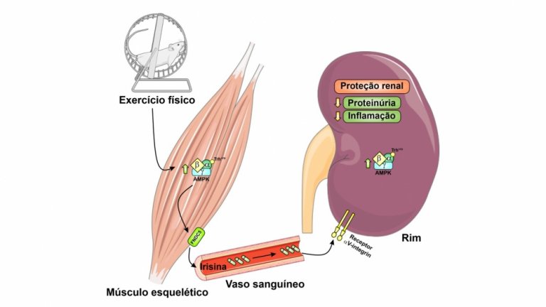 Hormônio do exercício protege os rins contra danos do diabetes