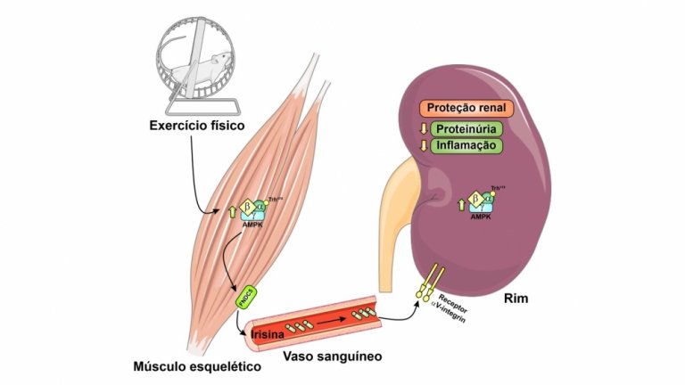 Hormnio do exerccio protege os rins contra danos do diabetes