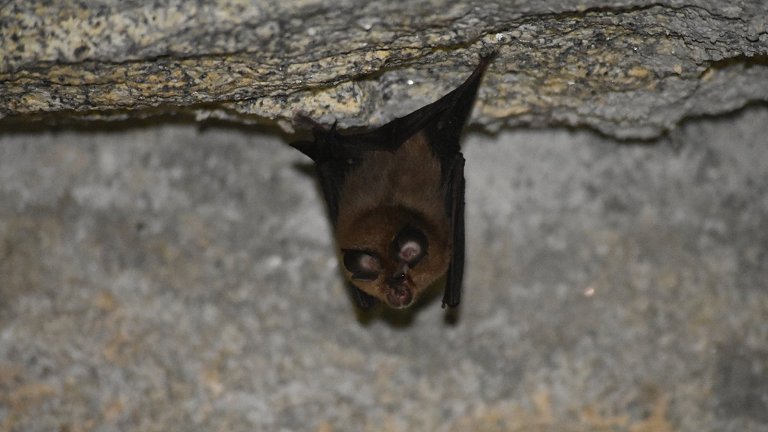 Vírus descoberto na Rússia contamina humanos e é resistente às vacinas contra covid-19