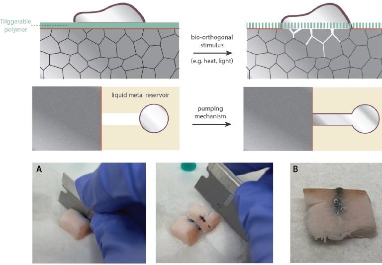 Metal líquido biocompatível pode tornar implantes médicos biodegradáveis