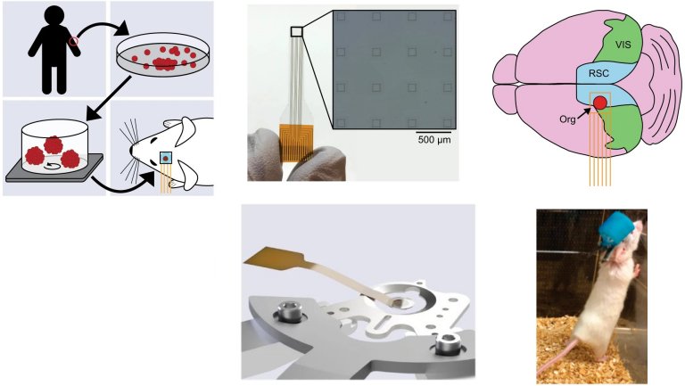 Minicrebro humano implantado em camundongo reage a estmulos visuais