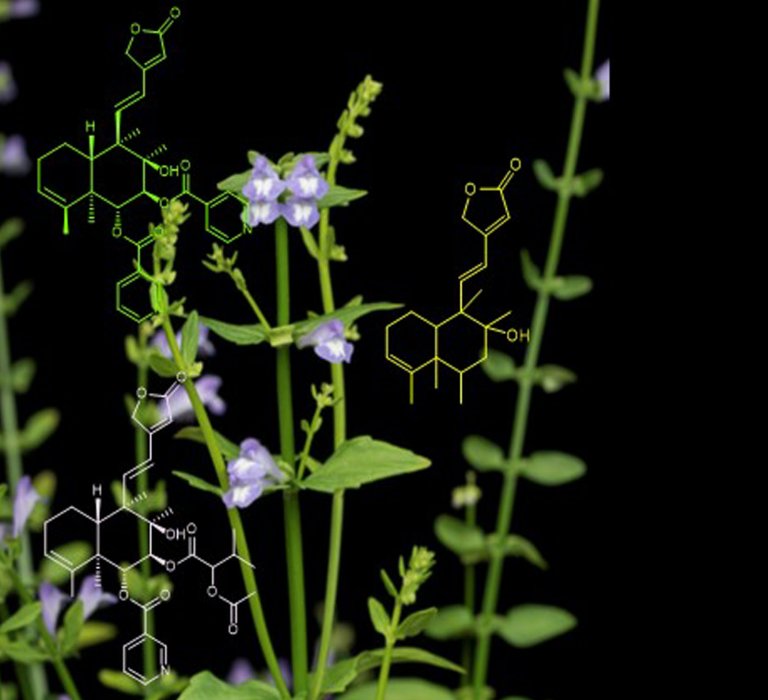 Descoberta da química anti-câncer traz planta medicinal para medicina moderna