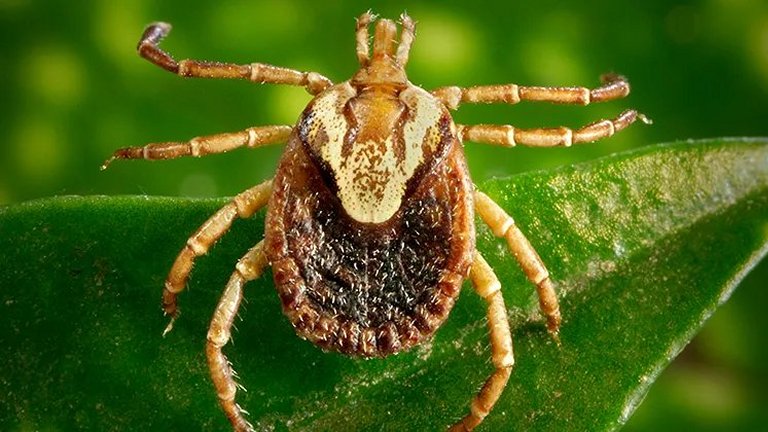 Controlar a febre maculosa  possvel usando carrapaticida e cortando a grama