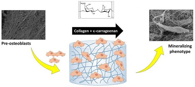 Biomaterial feito de colgeno e acar de algas se mostra capaz de estimular a regenerao ssea