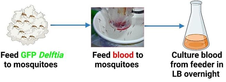 Descoberta por acaso, bactria evita transmisso da malria