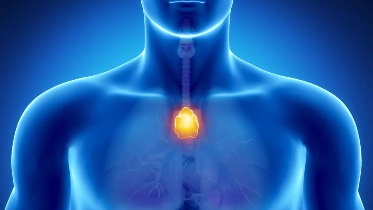 The thymus gland, which science despises, may save your life