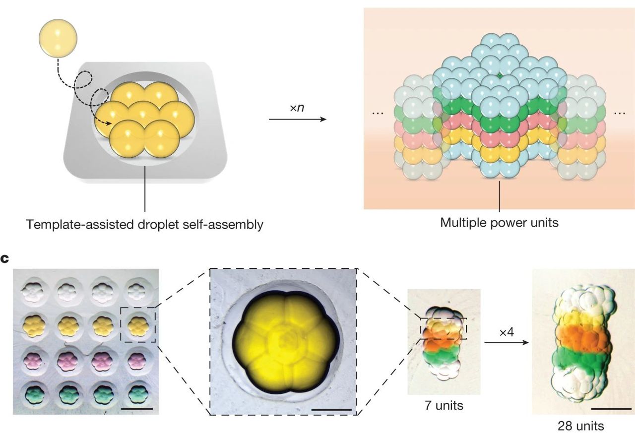 Bateria de gotículas aciona aparelhos biointegrados e até células individuais