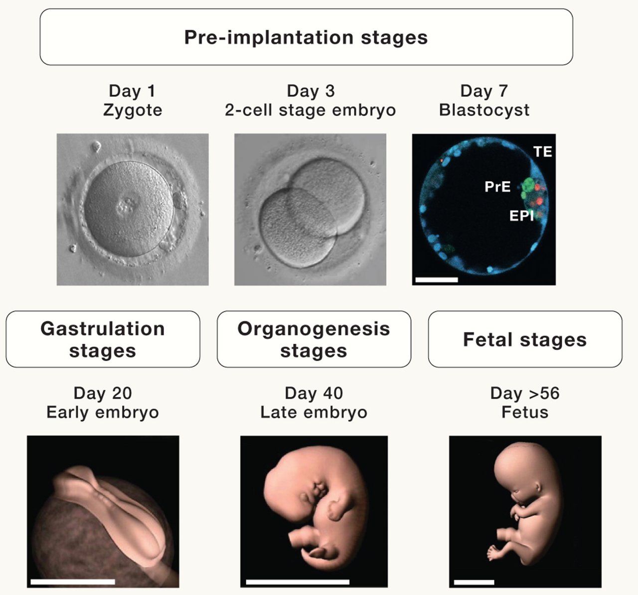  hora de repensar a definio de embrio humano, dizem especialistas