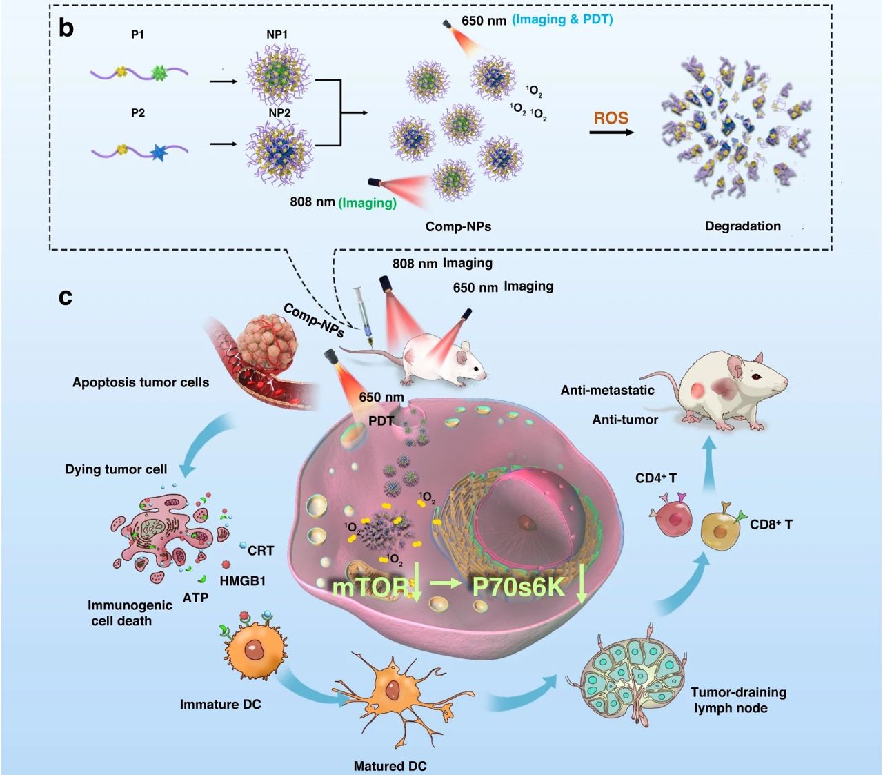 Nanopartículas tratam tumor primário e metástases simultaneamente