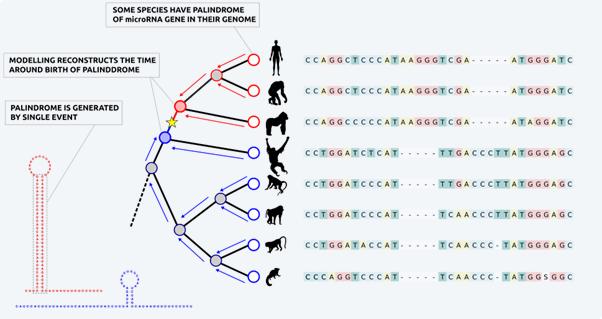 Descoberto mecanismo que cria novos genes... do nada
