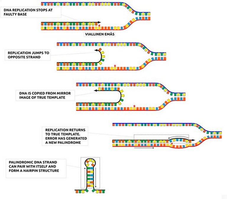 Descoberto mecanismo que cria novos genes... do nada