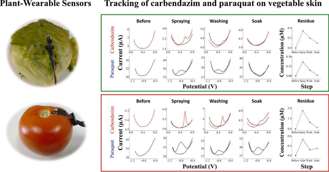 Sensor biodegradvel monitora pesticidas diretamente nas frutas, verduras e legumes